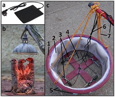 Mitigating Disease Impacts in Amphibian Populations: Capitalizing on the Thermal Optimum Mismatch Between a Pathogen and Its Host